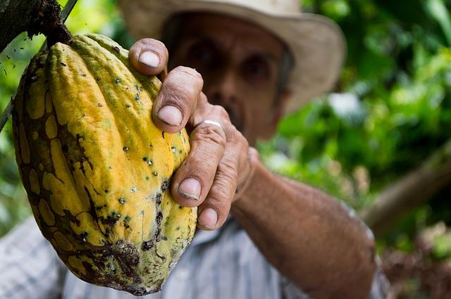 Kakao Frucht in der Hand