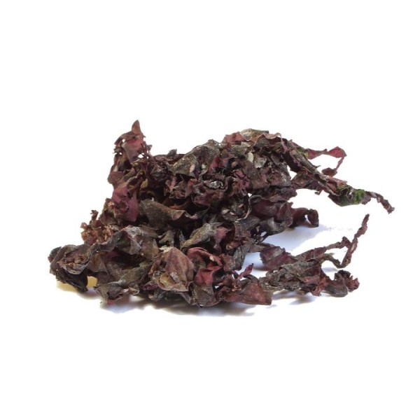 Alge Dulse